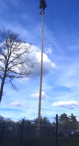 20230430 Maibaum2