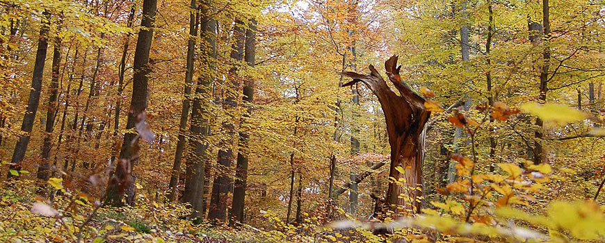 Wandern in Boos NWR Etscheid